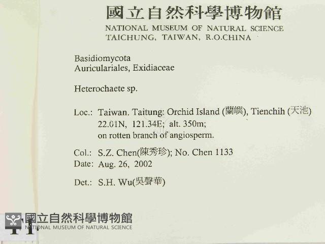 刺皮菌屬藏品圖，第2張