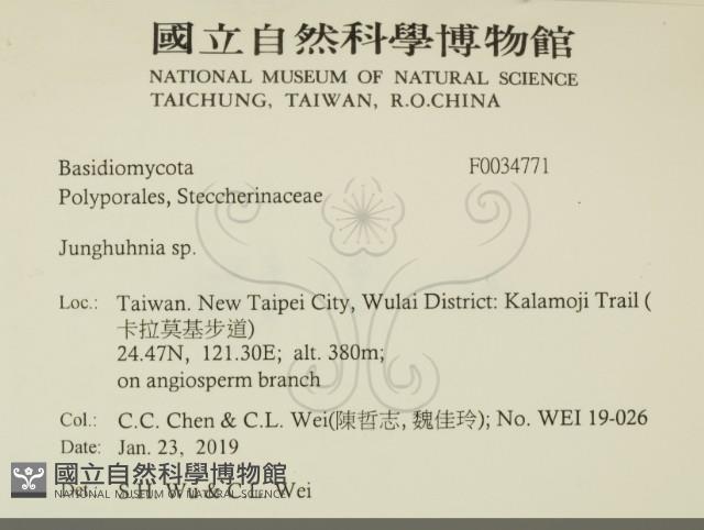 容氏菌屬藏品圖，第2張