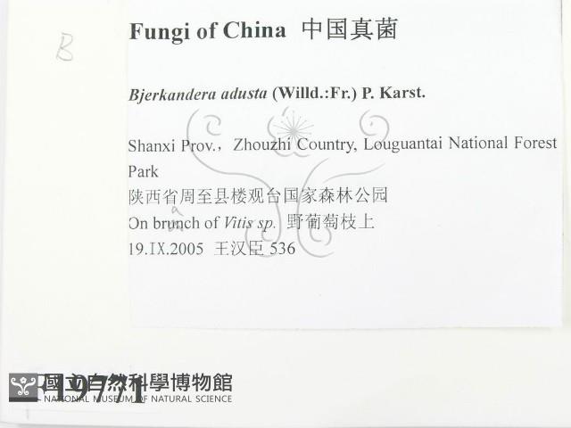 煙管菌藏品圖，第2張