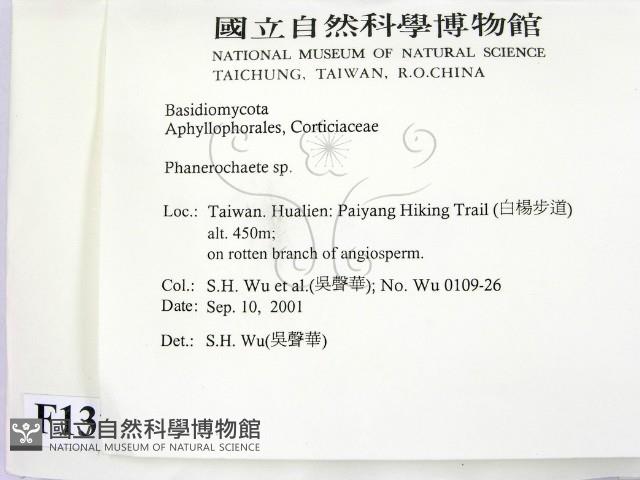 顯絲菌屬藏品圖，第2張