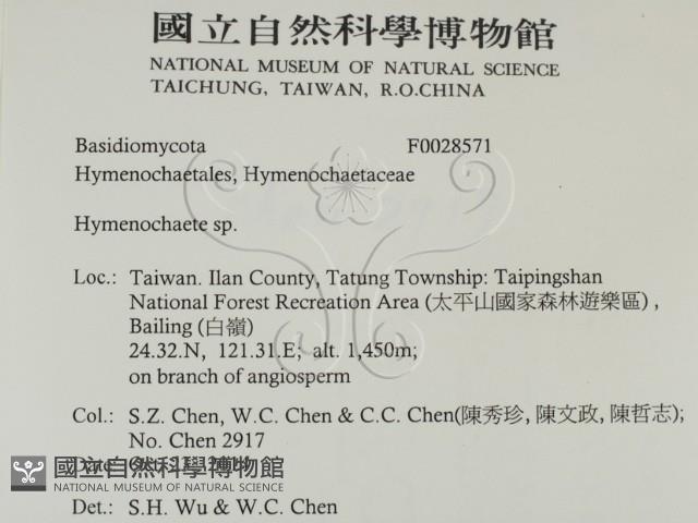 刺革菌屬藏品圖，第2張