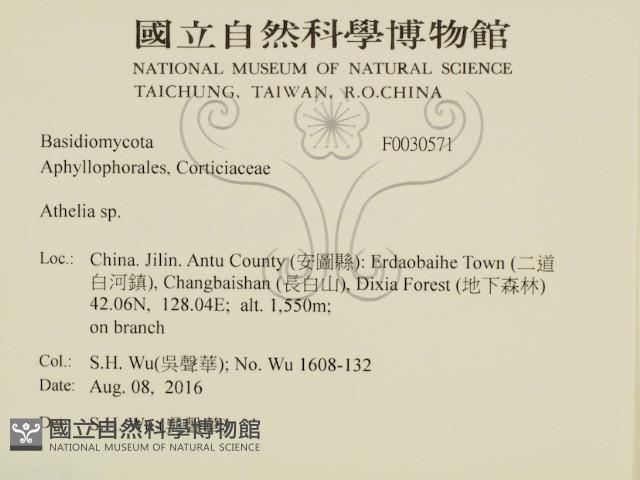 阿太菌屬藏品圖，第2張