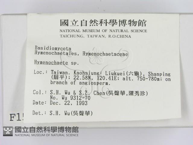 刺革菌屬藏品圖，第2張