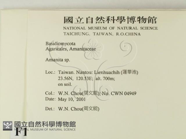 鵝膏屬藏品圖，第2張