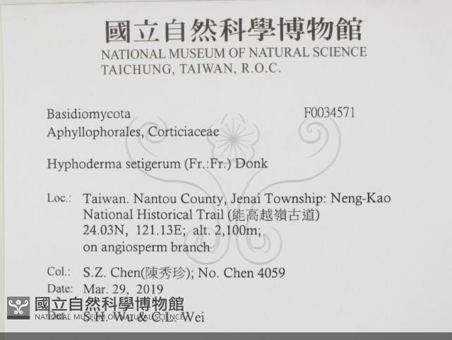 剛毛絲皮菌藏品圖，第2張