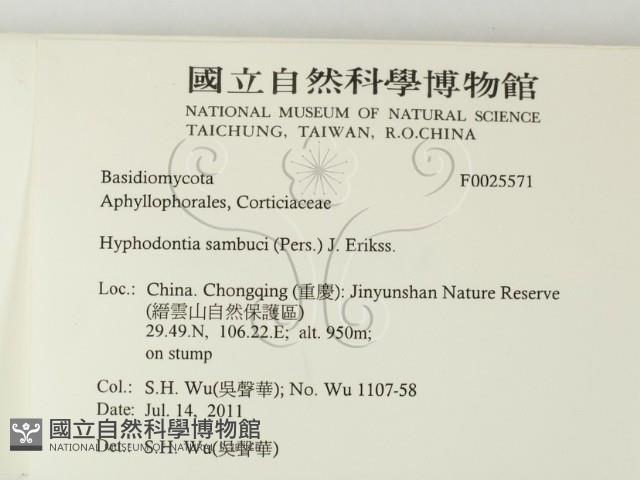 冇骨消絲齒菌藏品圖，第2張