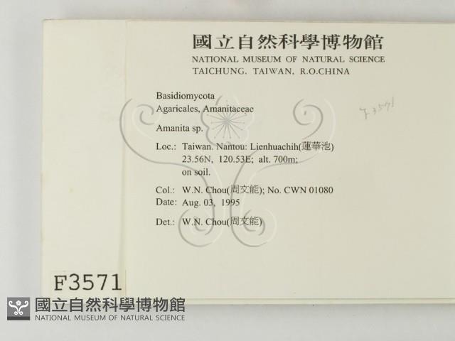 鵝膏屬藏品圖，第2張