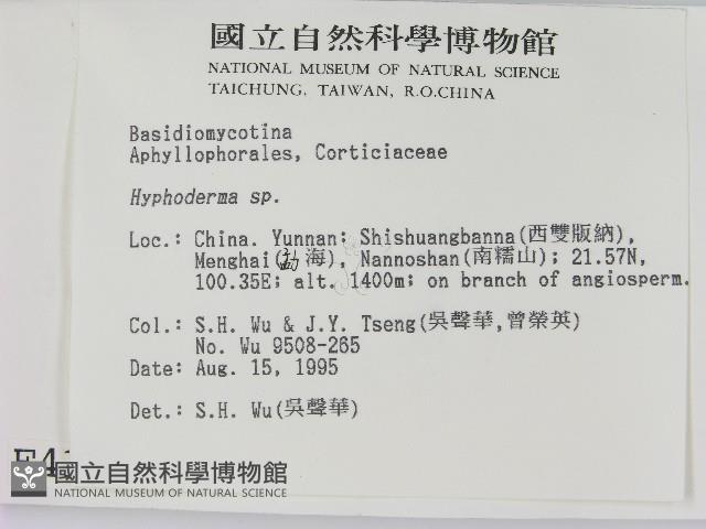 絲皮菌屬藏品圖，第2張