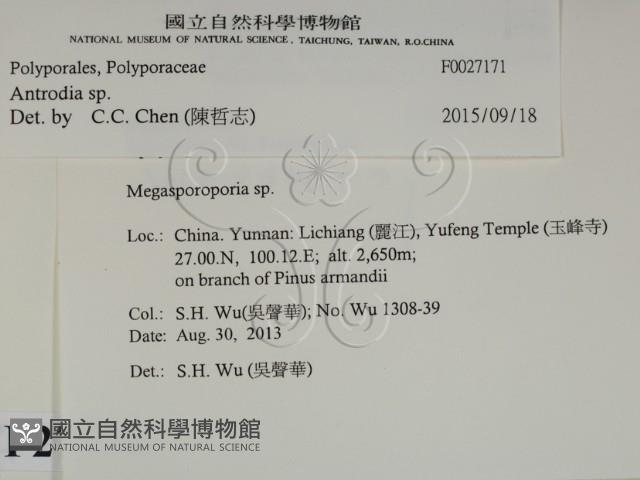 薄孔菌屬藏品圖，第2張