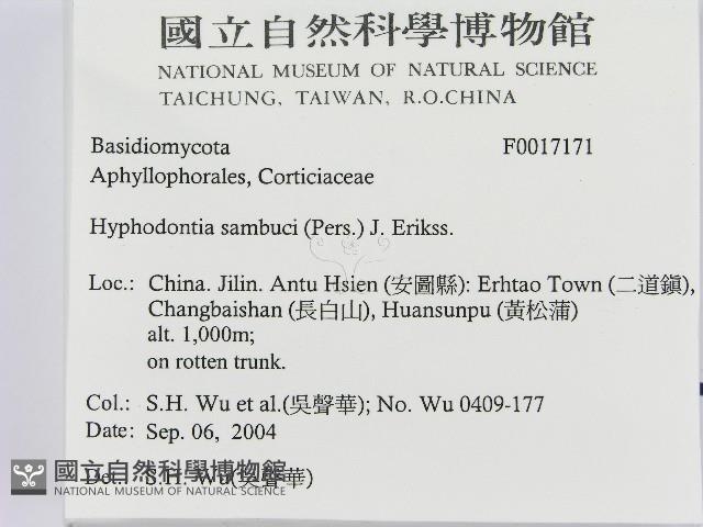 冇骨消絲齒菌藏品圖，第2張