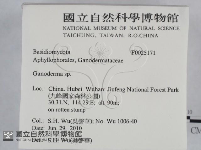 靈芝屬藏品圖，第2張