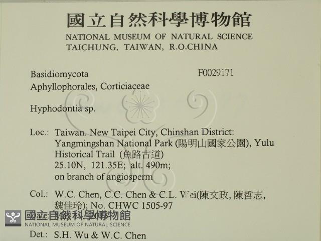 絲齒菌屬藏品圖，第2張