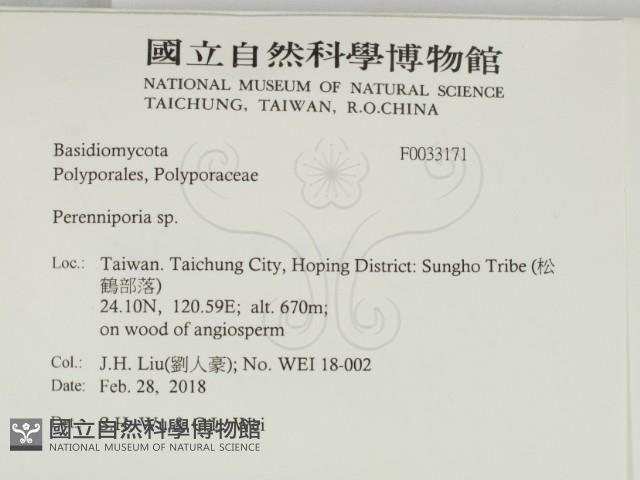 多年臥孔菌屬藏品圖，第2張