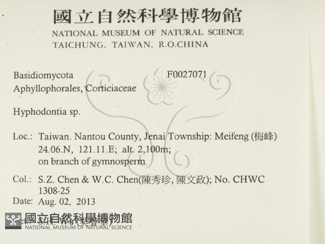 絲齒菌屬藏品圖，第2張