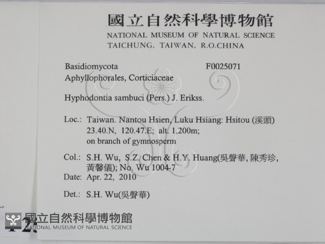 冇骨消絲齒菌藏品圖，第2張