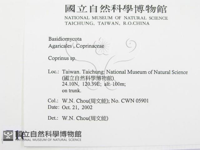 鬼傘屬藏品圖，第2張