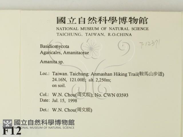 鵝膏屬藏品圖，第2張
