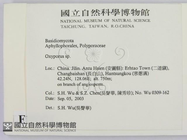 銳孔菌屬藏品圖，第2張