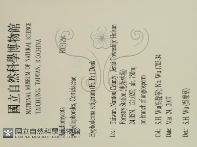 剛毛絲皮菌藏品圖，第2張