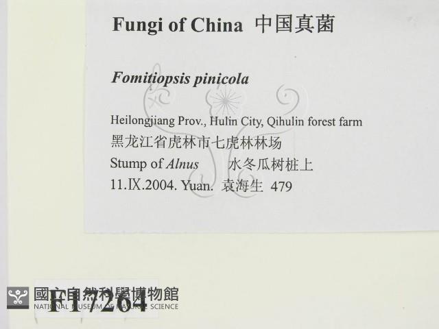 松生擬層孔菌藏品圖，第2張