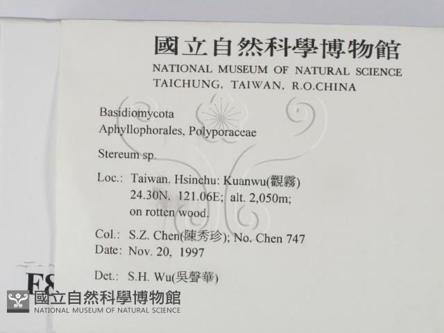 韌革菌屬藏品圖，第2張