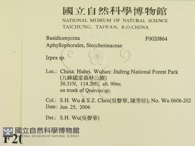 耙菌屬藏品圖，第2張