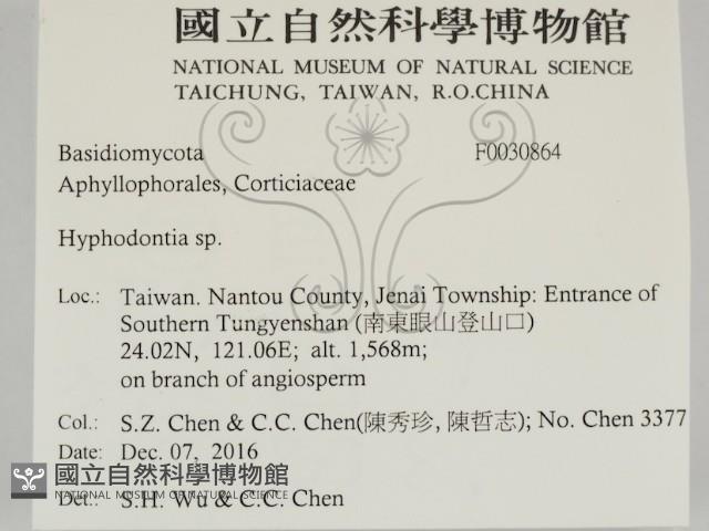 絲齒菌屬藏品圖，第2張