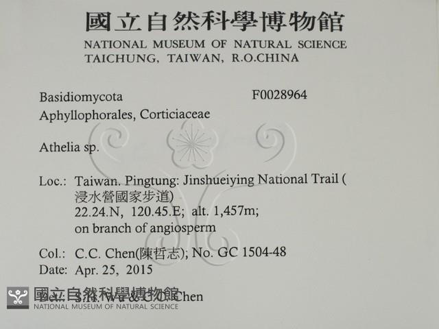 阿太菌屬藏品圖，第2張