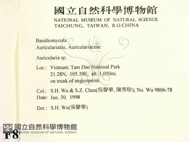 木耳屬藏品圖，第2張