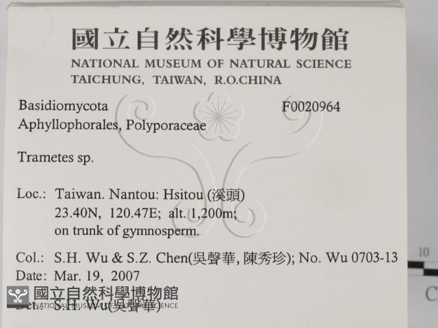 栓菌屬藏品圖，第2張