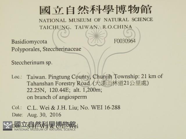 齒耳菌屬藏品圖，第2張