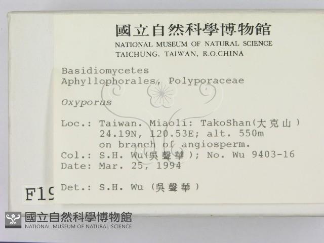 銳孔菌屬藏品圖，第2張