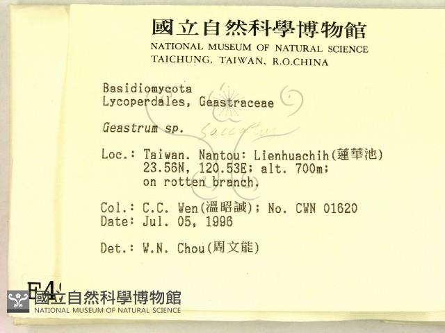 地星屬藏品圖，第2張
