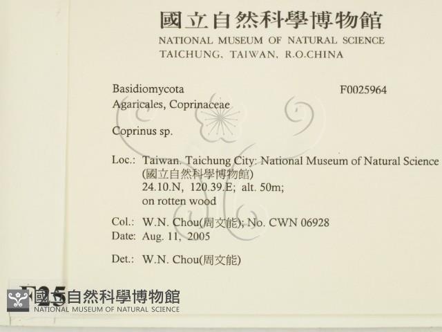 鬼傘屬藏品圖，第2張
