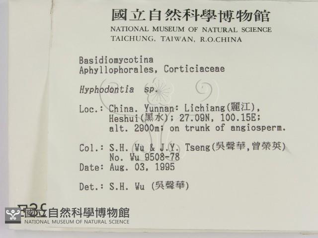 絲齒菌屬藏品圖，第2張