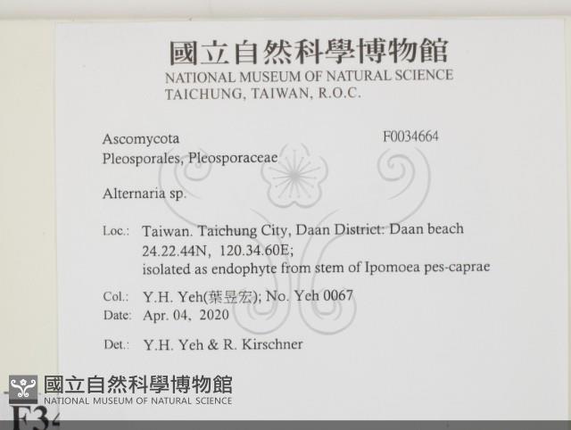 登錄號:F0034664藏品圖，第2張