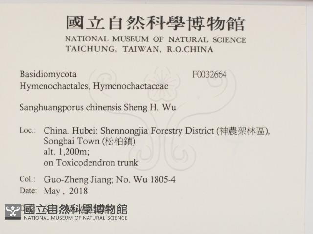 漆屬桑黃藏品圖，第2張
