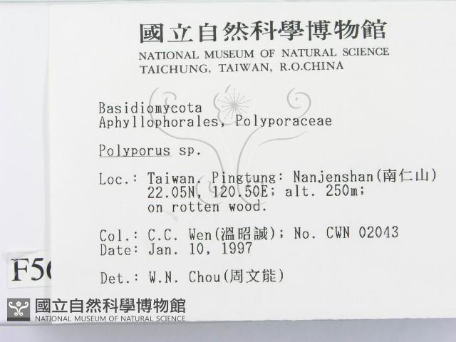多孔菌屬藏品圖，第2張