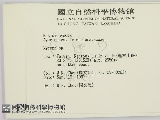 小菇屬藏品圖，第2張