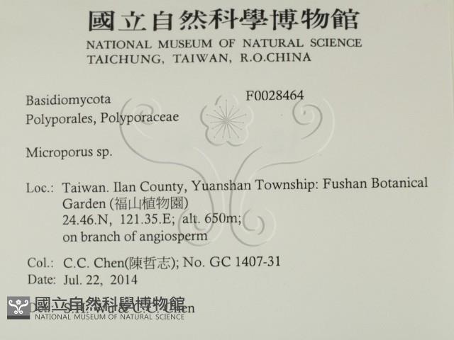 小孔菌屬藏品圖，第2張