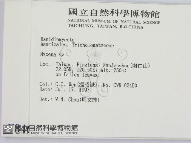 小菇屬藏品圖，第2張