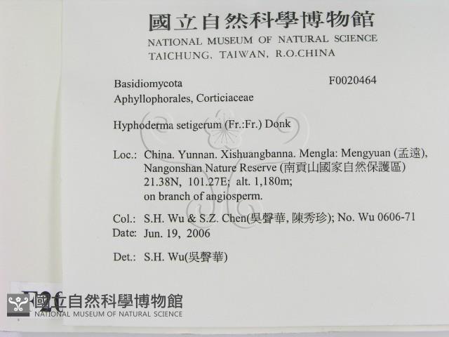 剛毛絲皮菌藏品圖，第2張