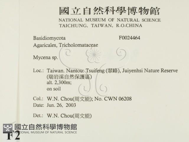 小菇屬藏品圖，第2張