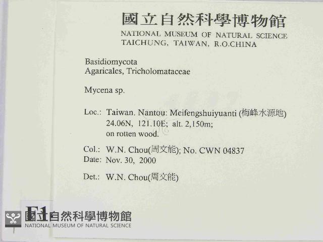 小菇屬藏品圖，第2張