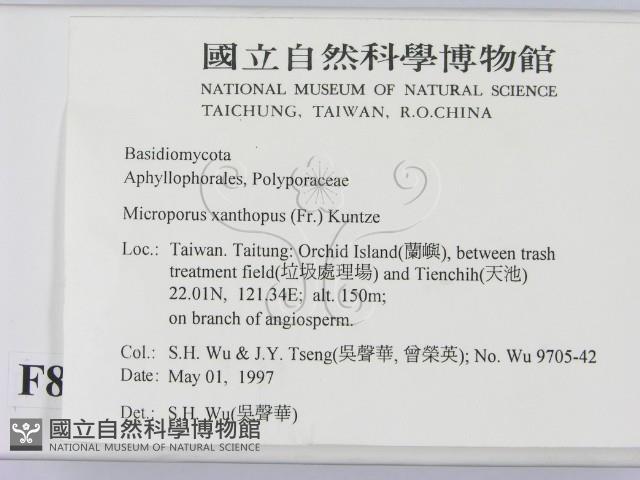 黄柄小孔菌藏品圖，第2張