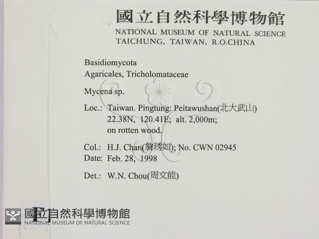 小菇屬藏品圖，第2張