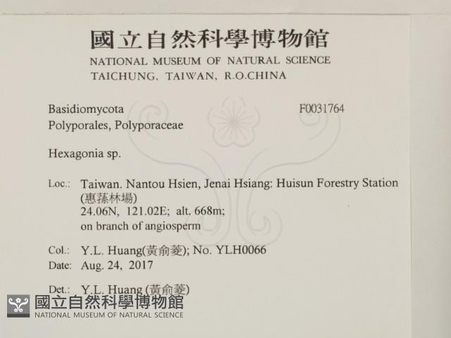 蜂窩菌屬藏品圖，第2張