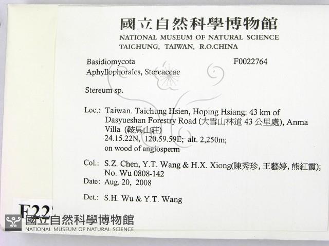 韌革菌屬藏品圖，第2張