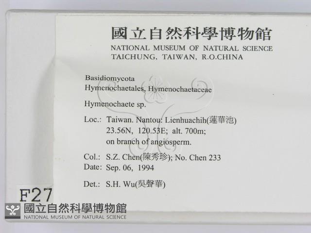 刺革菌屬藏品圖，第2張