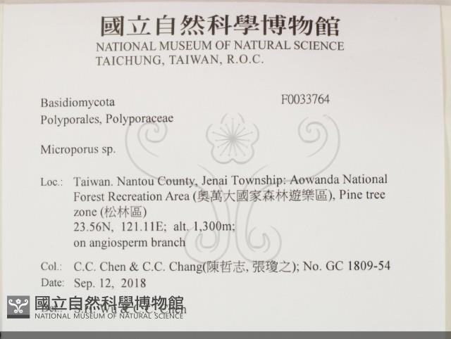 小孔菌屬藏品圖，第2張
